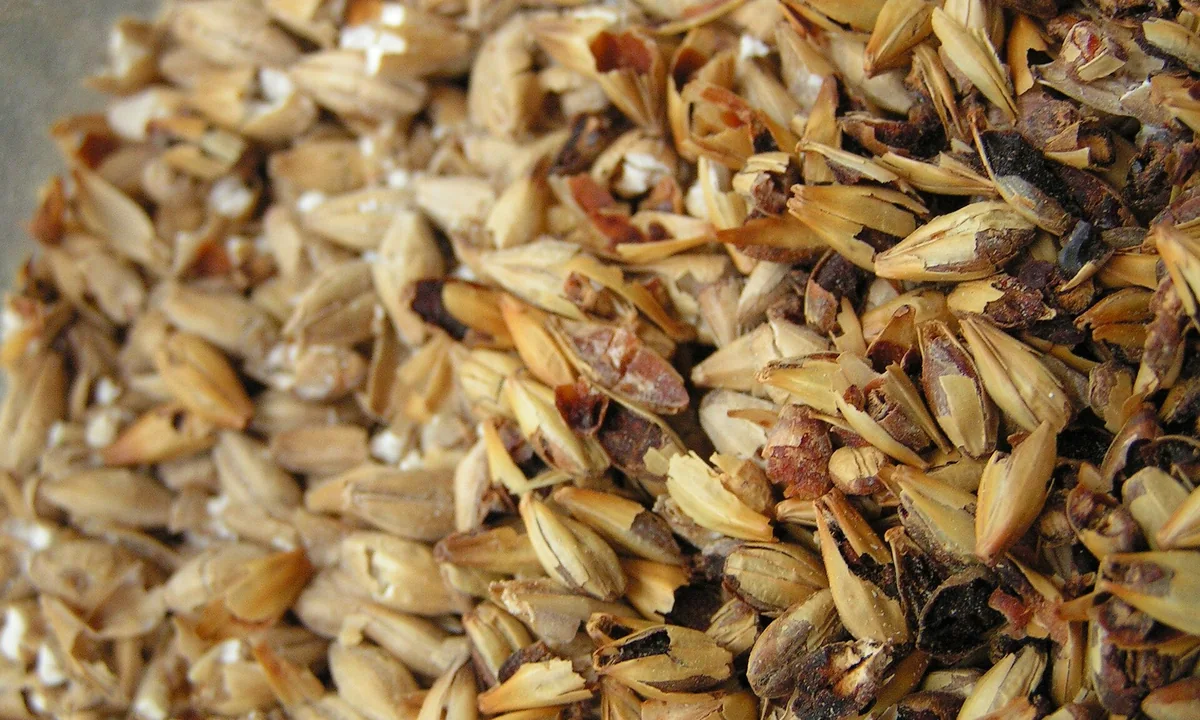 Cereal grain